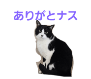 856700573
