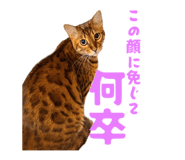 856702706
