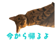 856702711