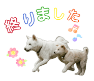 856703118