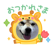 856714495