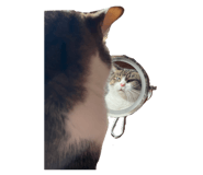 856719986