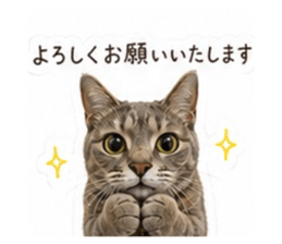 856721163
