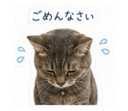 856721164