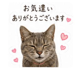 856721167