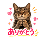 856721233