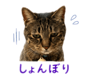 856721253