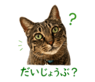 856721255