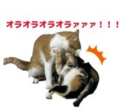856722593