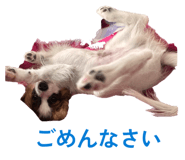 856722993