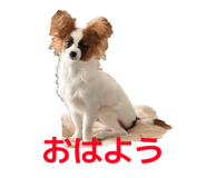 856723003
