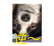 856723006