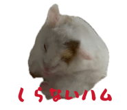 856723293