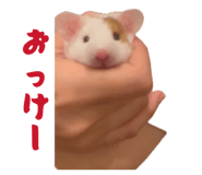 856723294