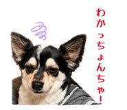 856731582