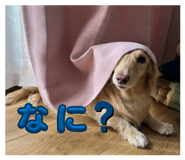 856733157
