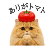 856743818