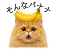 856743820