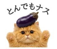 856743823
