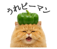 856743824