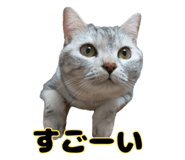 856747973