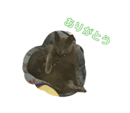 856752059