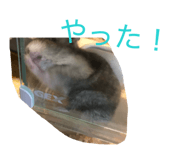 856752064