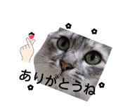 856753264