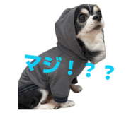 856755244