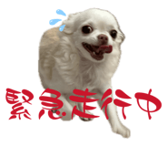 856755262