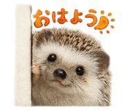 856755865