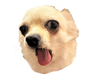 856757062