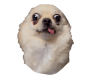 856757084
