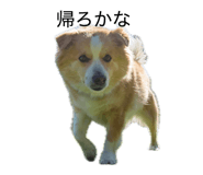 856757799