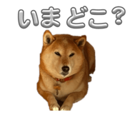 856760962