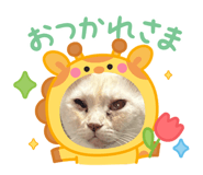 856762761