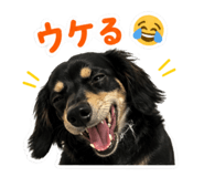 856763603