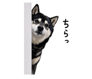 856767481