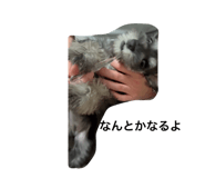 856768185