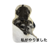 856768187