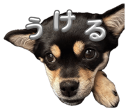 856768263