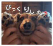 856769988