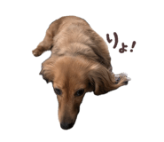 856770009