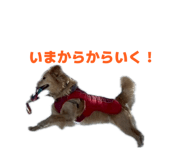 856770772