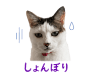 856771077