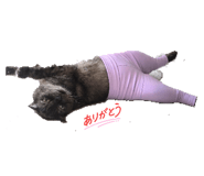 856774699