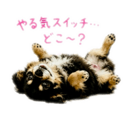 856776181
