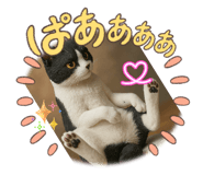 856777210