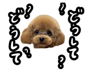 856777247