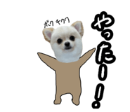 856777581